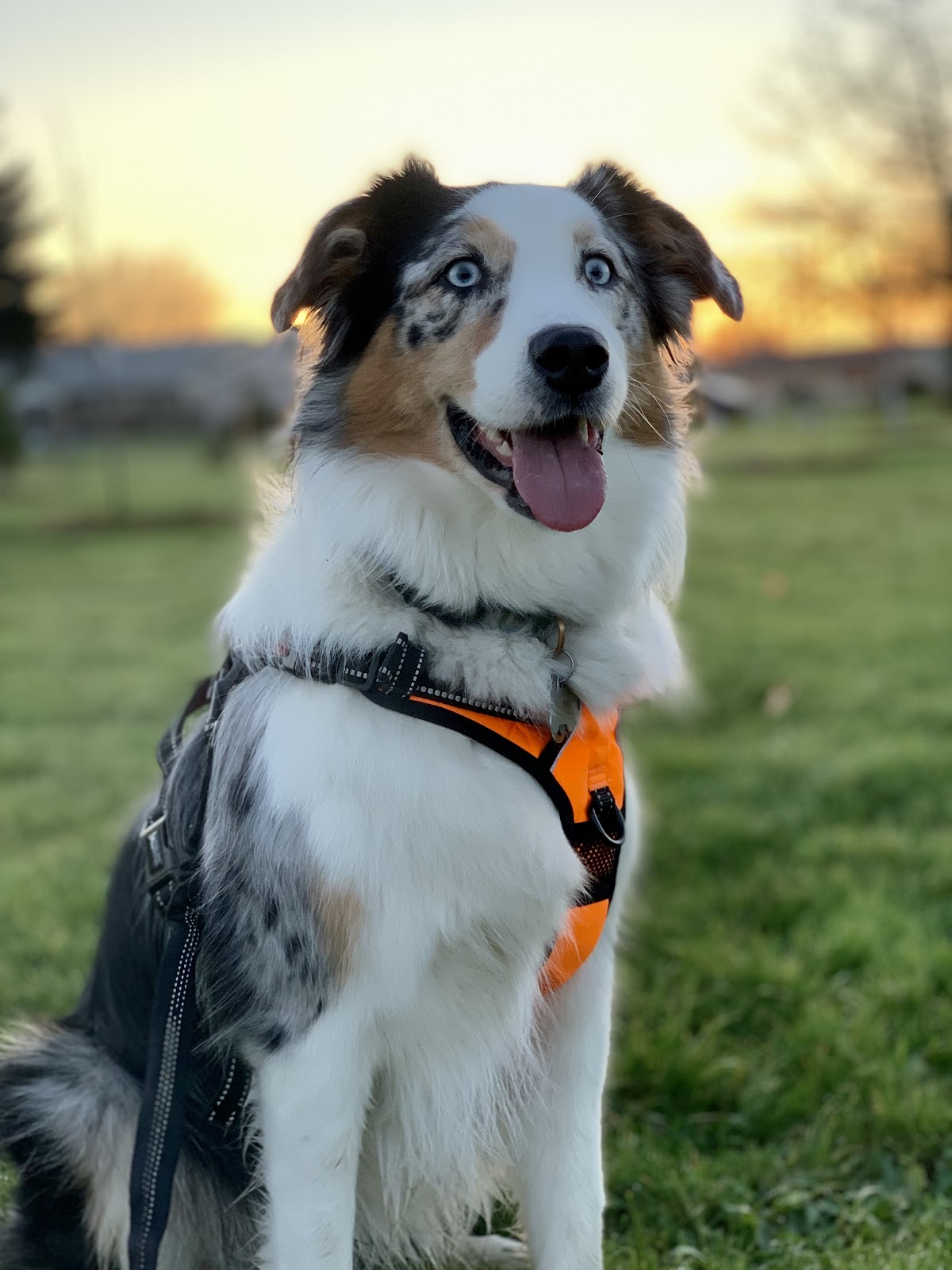 Scoop and Go Pet Waste Removal