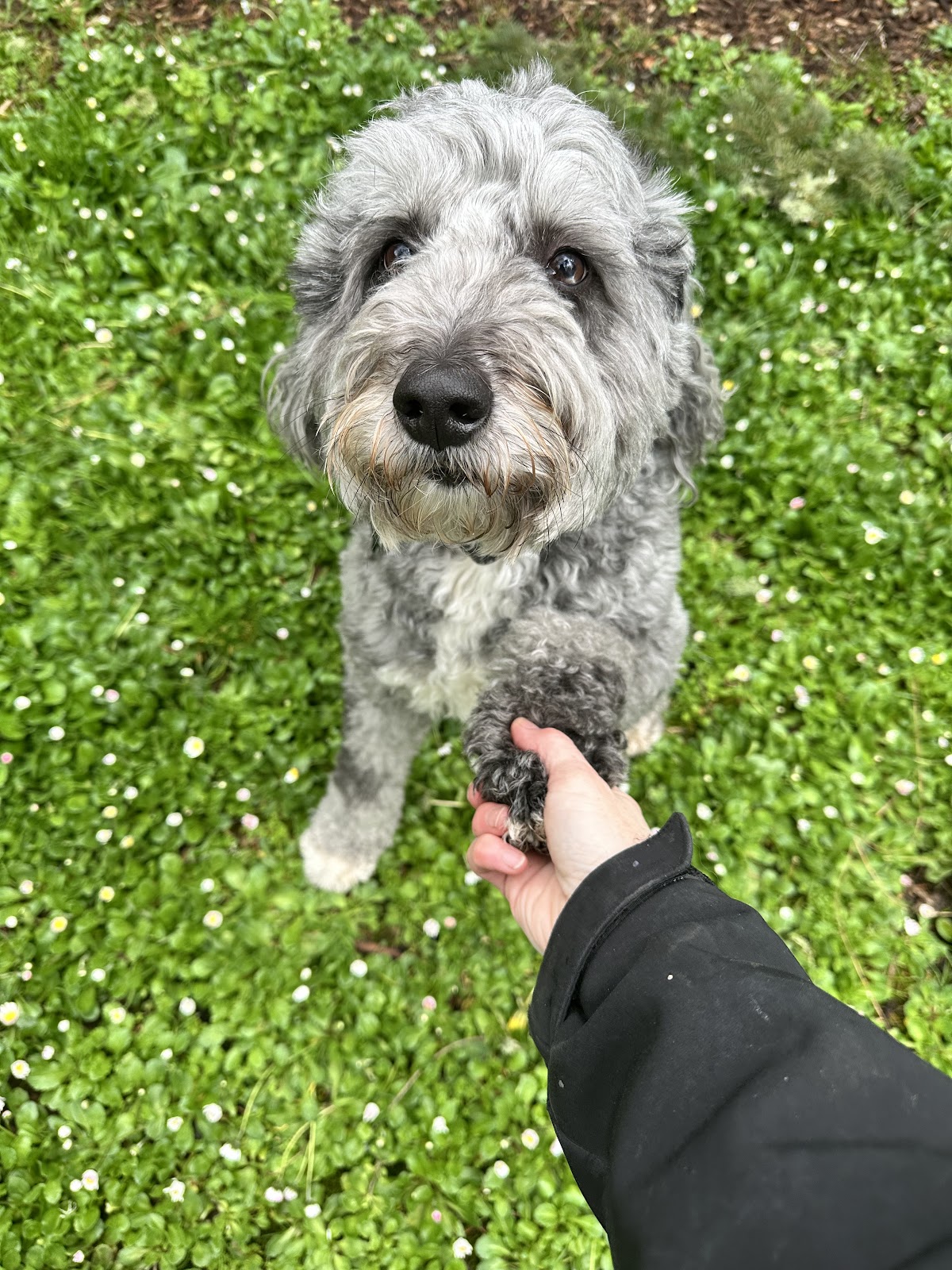 Scoop and Go Pet Waste Removal - Photo 3