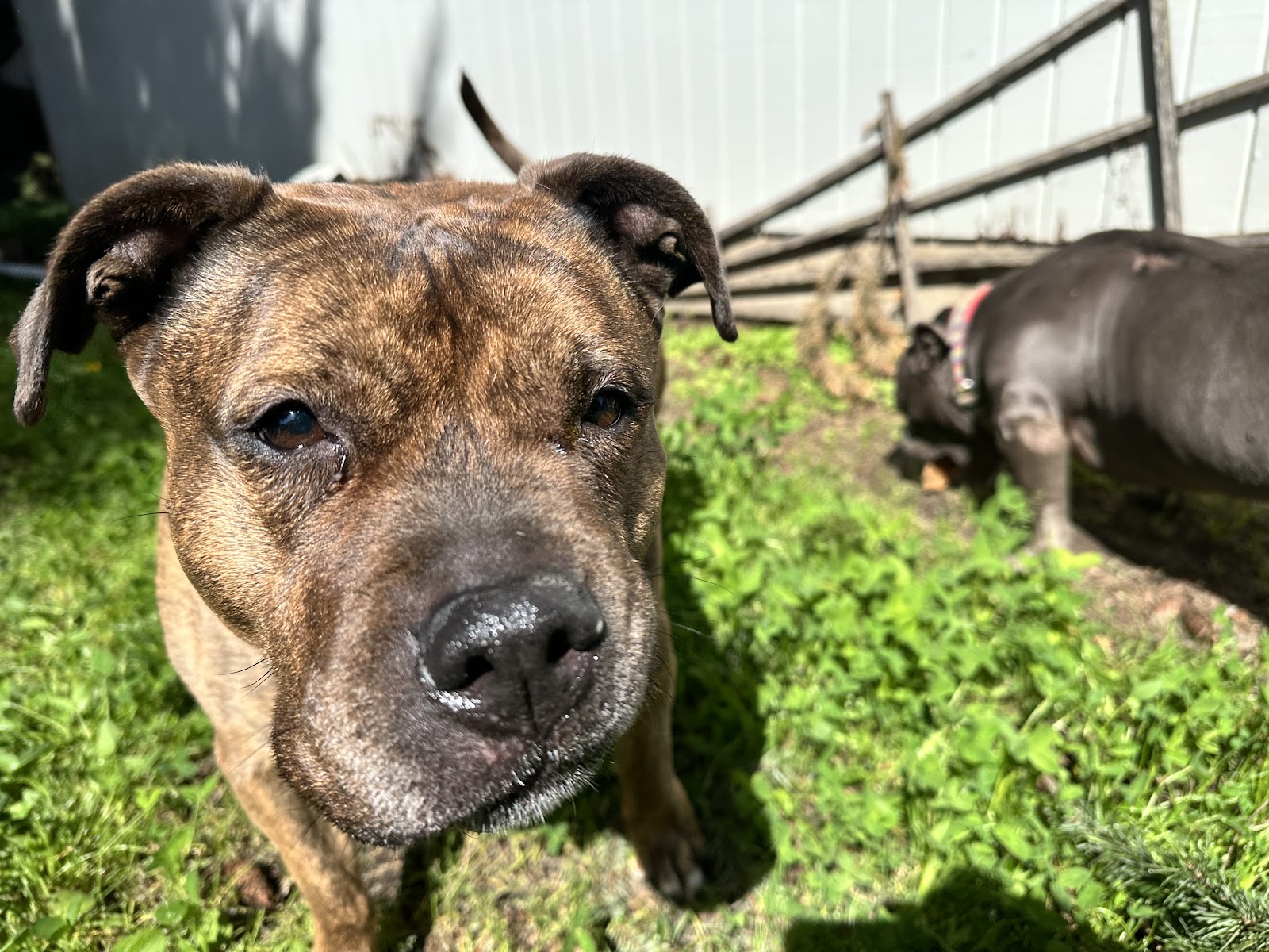 Scoop and Go Pet Waste Removal - Photo 4