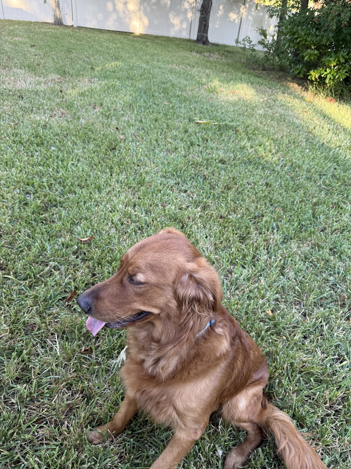 Scoop Dawgs Indy - Photo 2