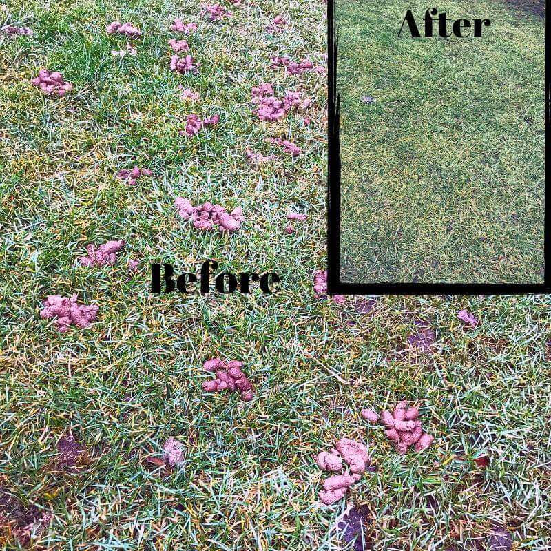 Muskegon's Poopin' Scoopin' LLC - Photo 4