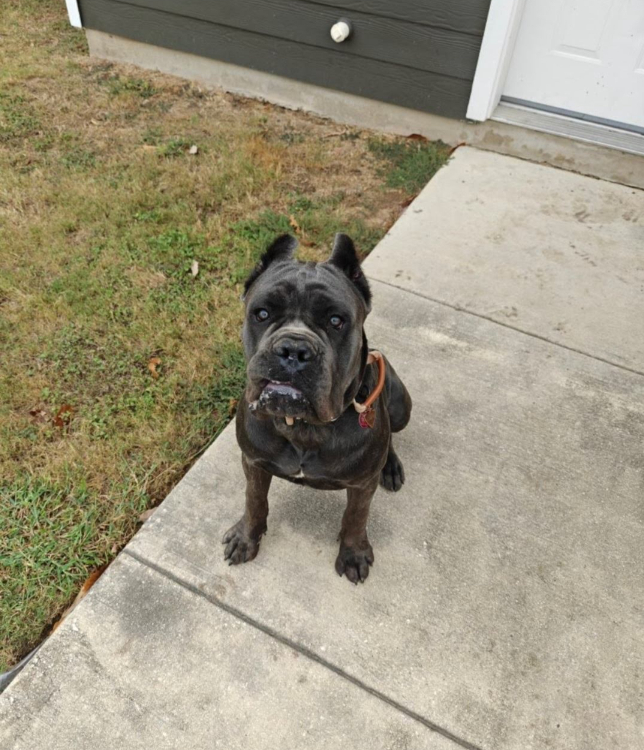 Clean Sweep Scoop - Photo 4