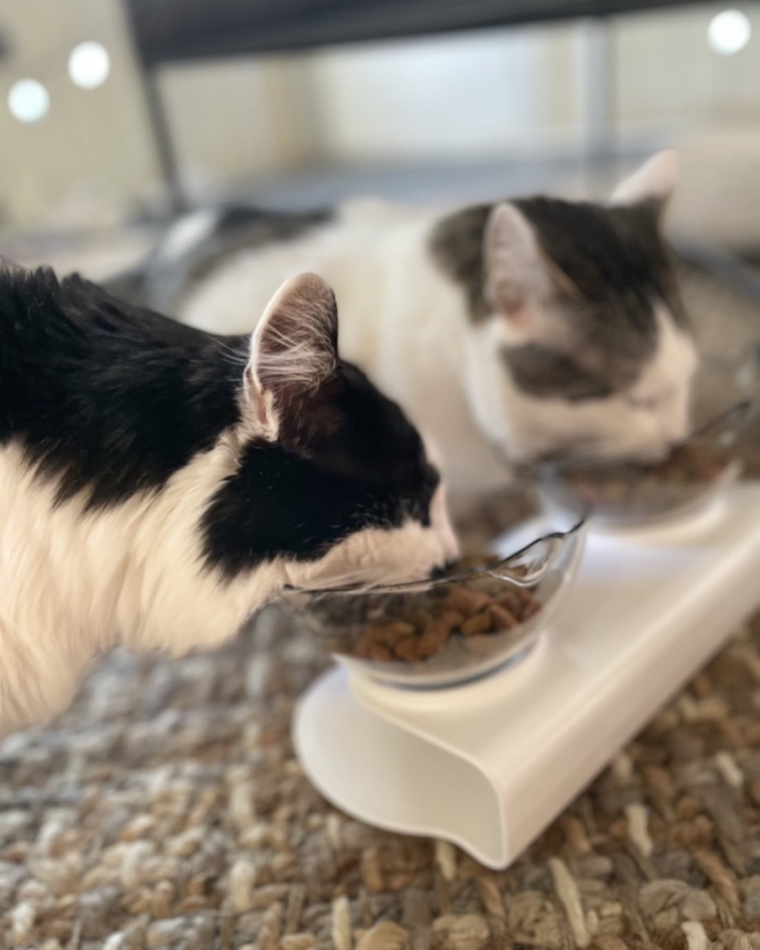 Brown Dog Pet Waste Solutions - Photo 4