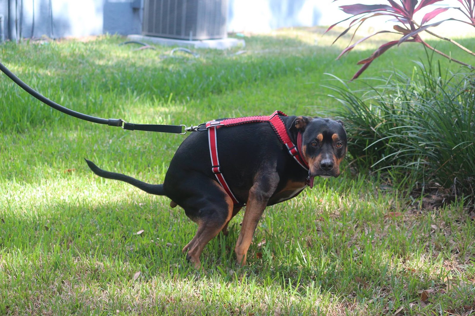 Scoopology Poop Removal NC - Photo 4