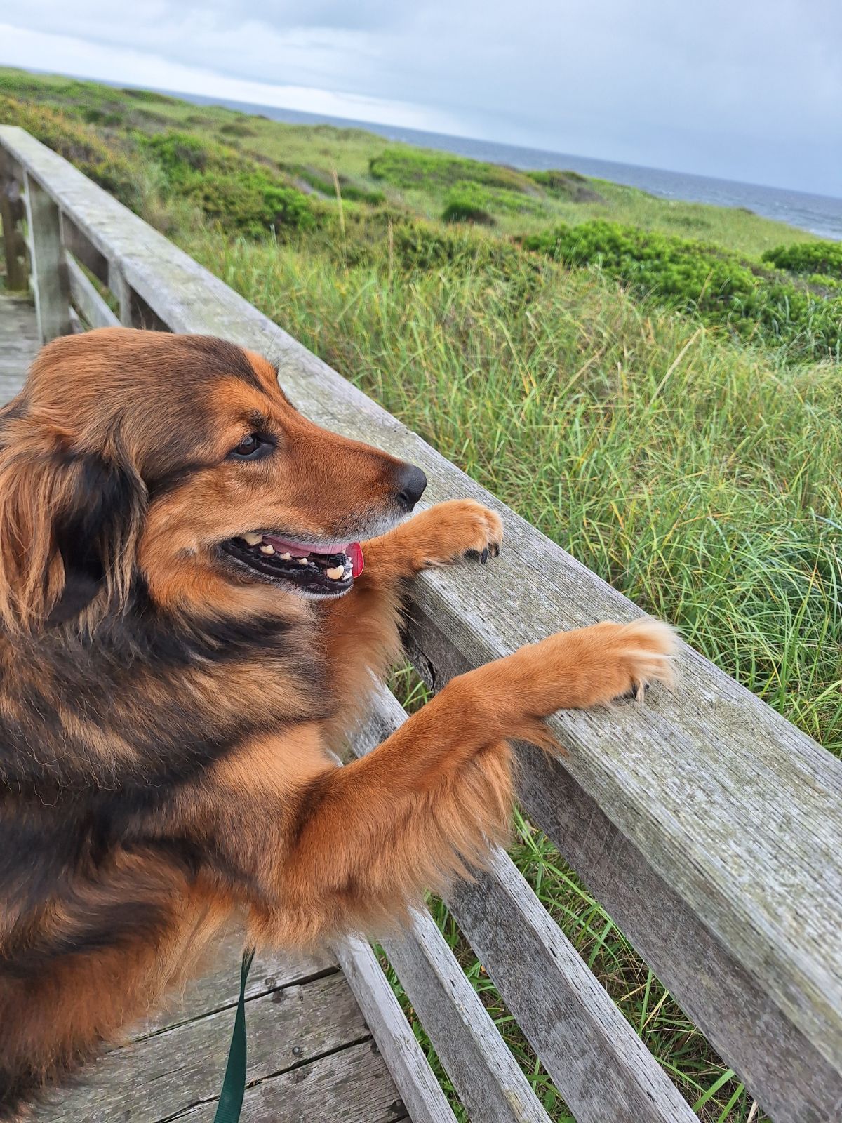 Swoop Scoop - Photo 4