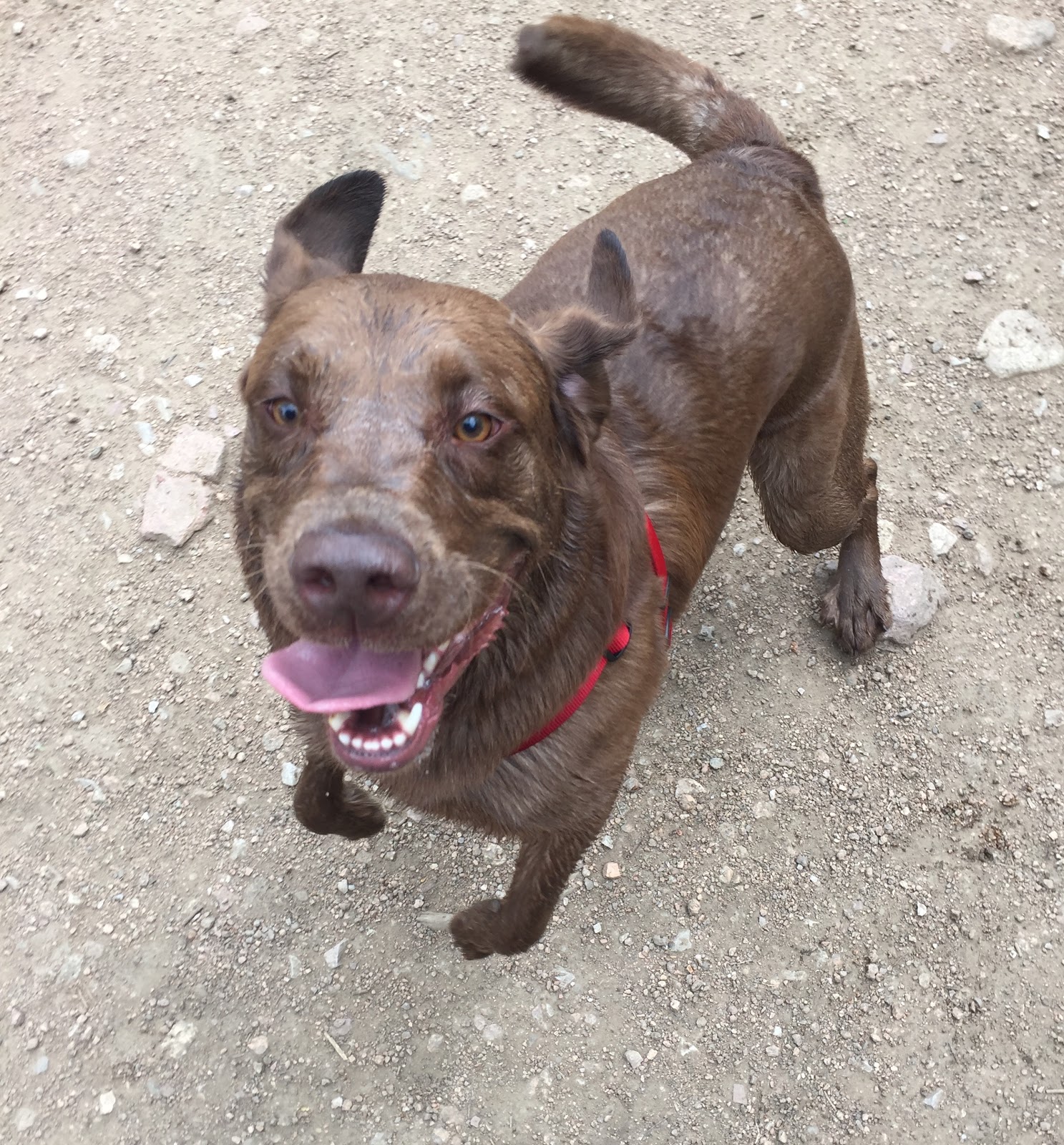 Scooper Dooper - Photo 4