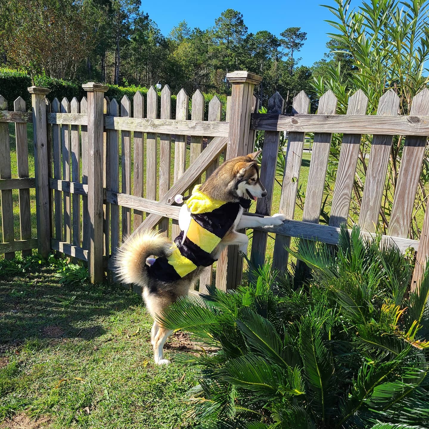 Doodles Pet Service LLC