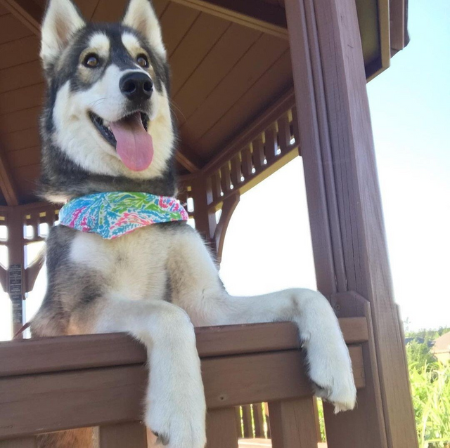 Doodles Pet Service LLC - Photo 2