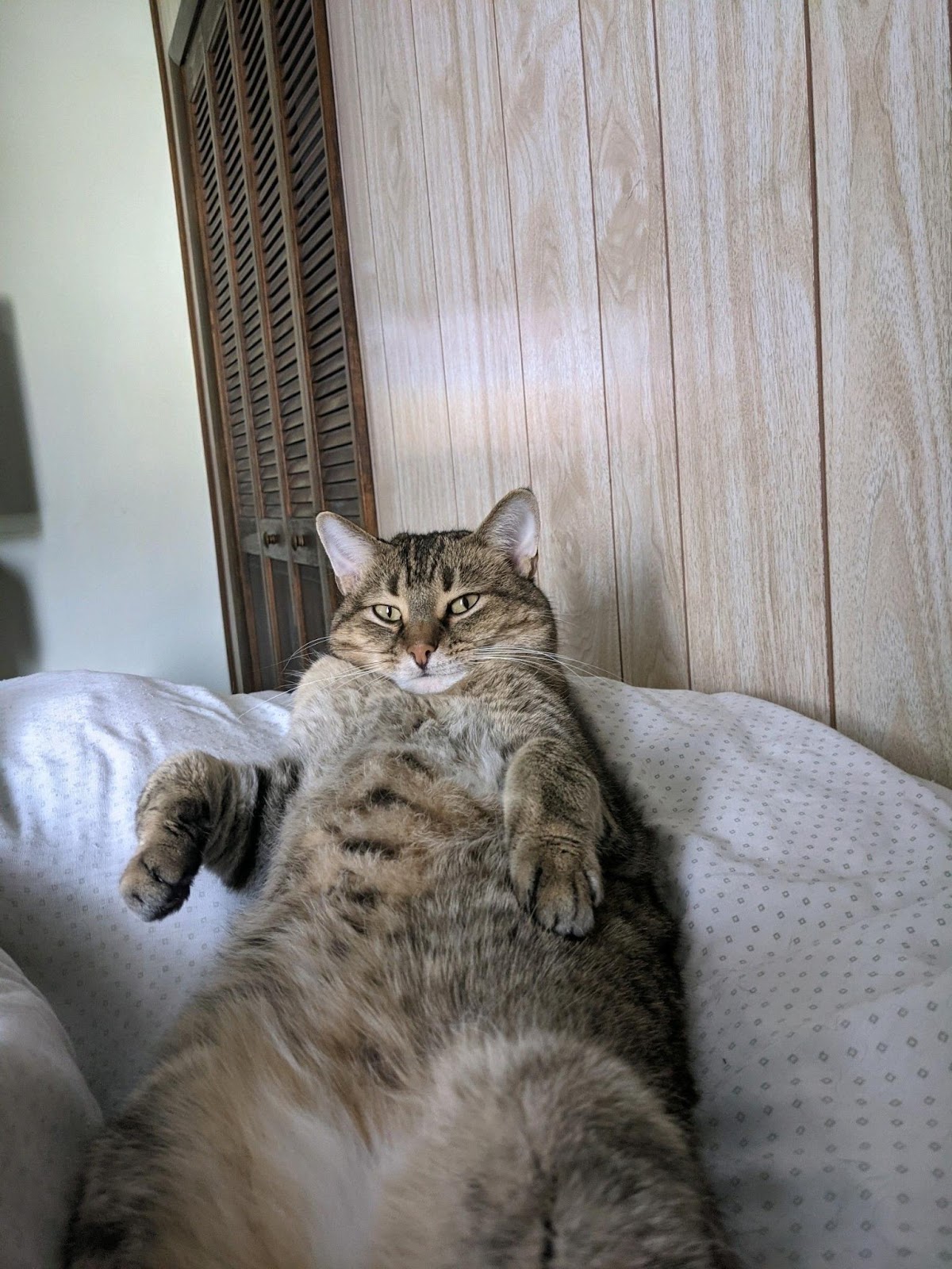 Doodles Pet Service LLC - Photo 4