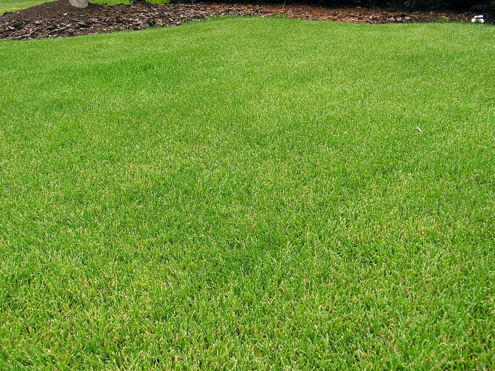 My Yard Buddy (Pet Waste Removal) - Photo 2