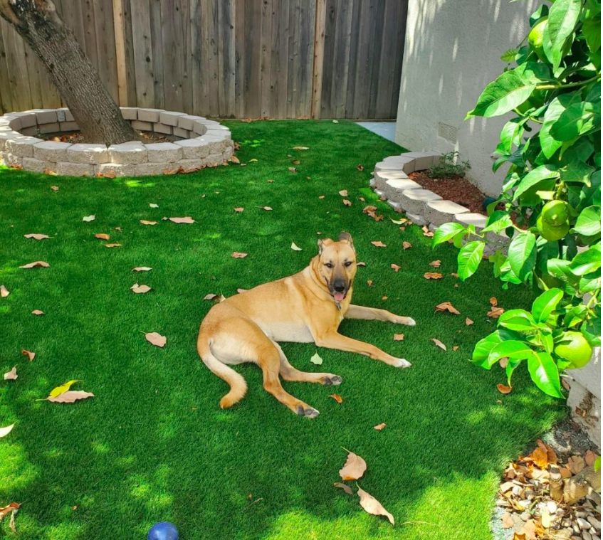 Pooper Scoopers - Photo 4