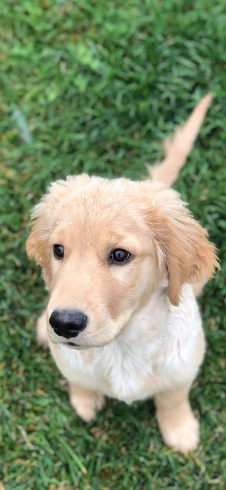 Barking Dog Poop Cleanup Service