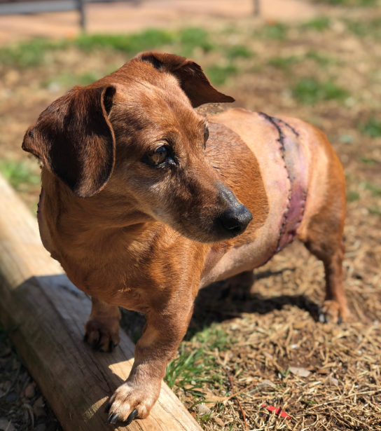 Barking Dog Poop Cleanup Service - Photo 2