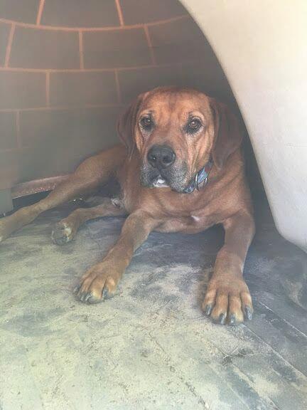 Barking Dog Poop Cleanup Service - Photo 4