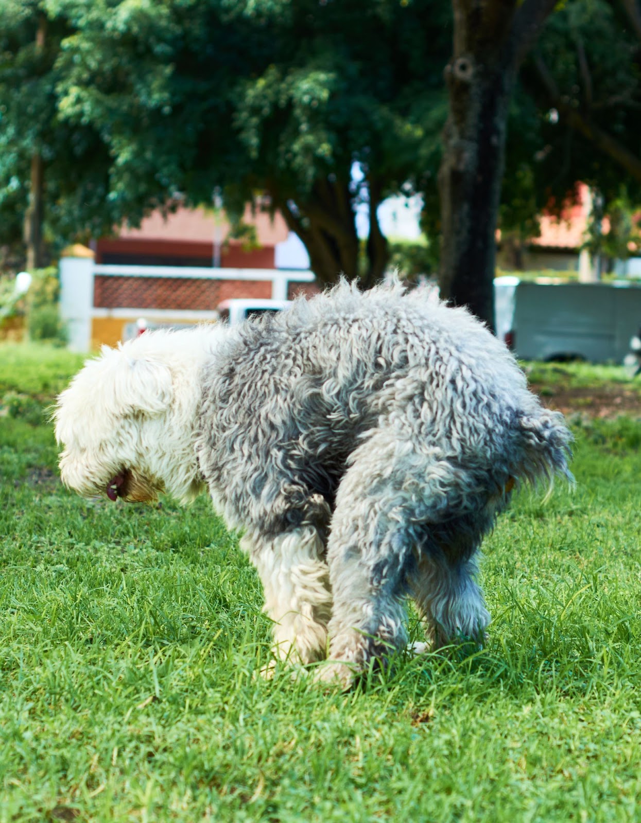 Doggy Pooper Scooper LLC - Photo 3