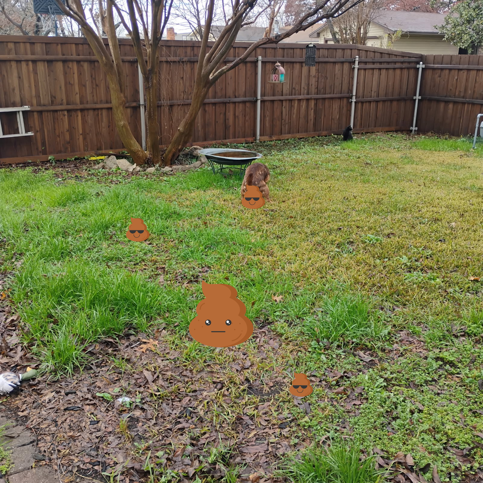 Cowboy's Poop Scoopin - Photo 3