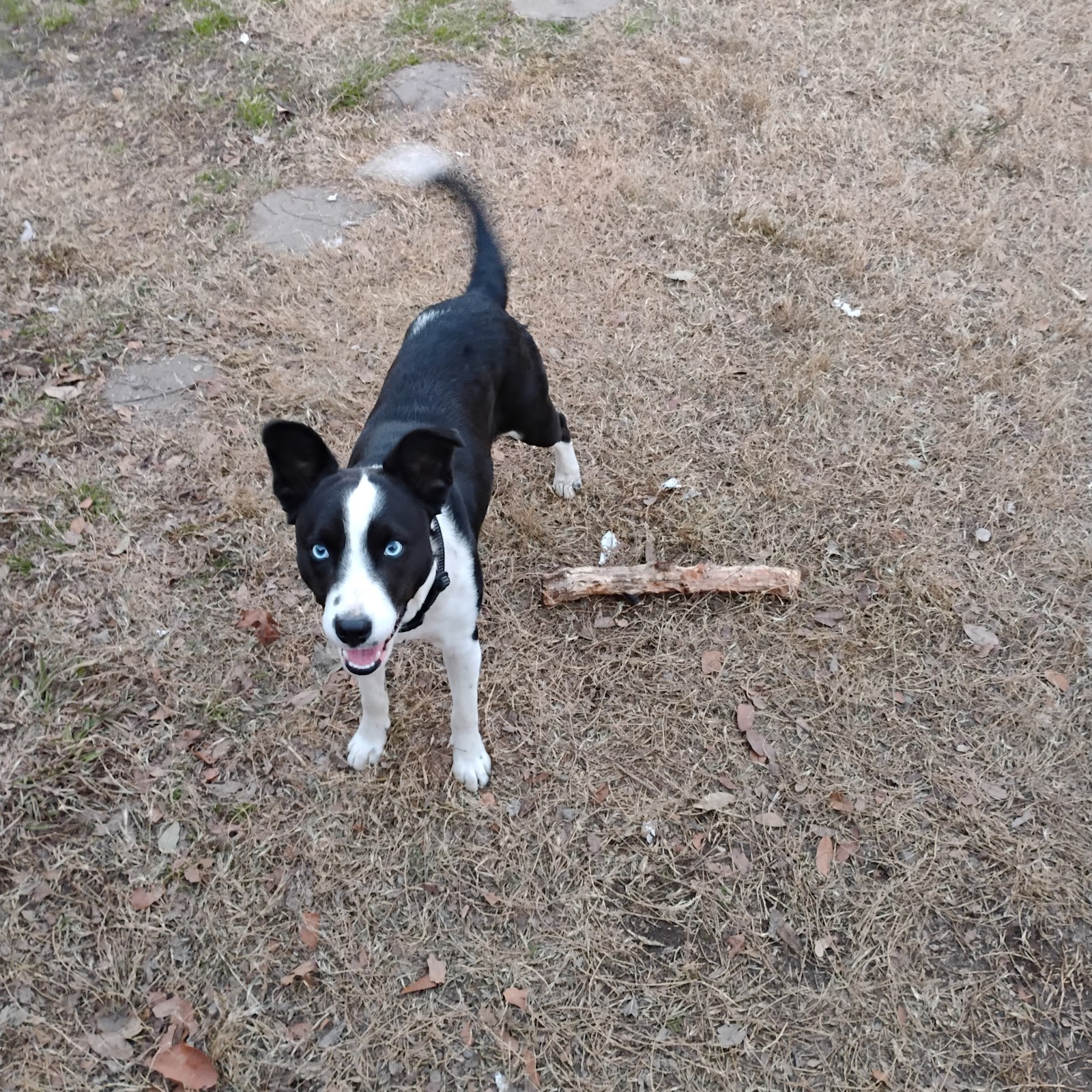 Cowboy's Poop Scoopin - Photo 4