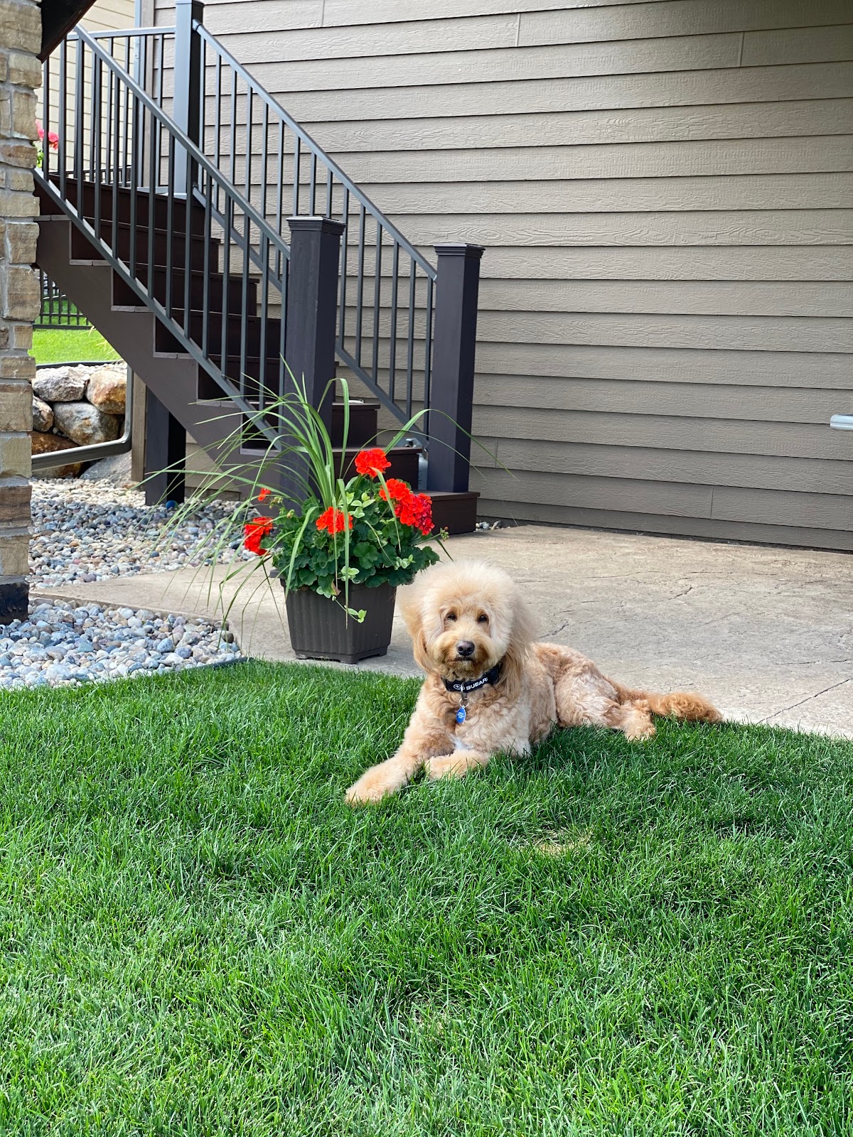 Poo-Patrol Pet Waste Removal Service - Photo 3