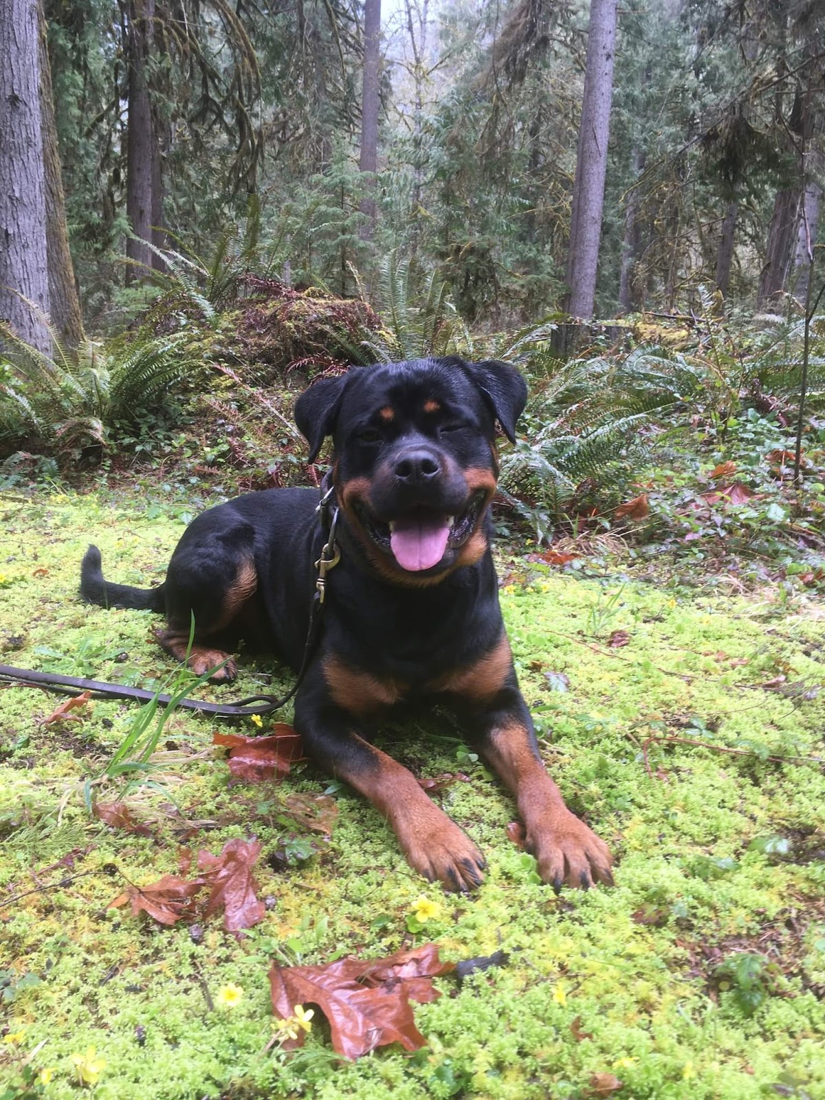 Poo Patrol Pros - Photo 3