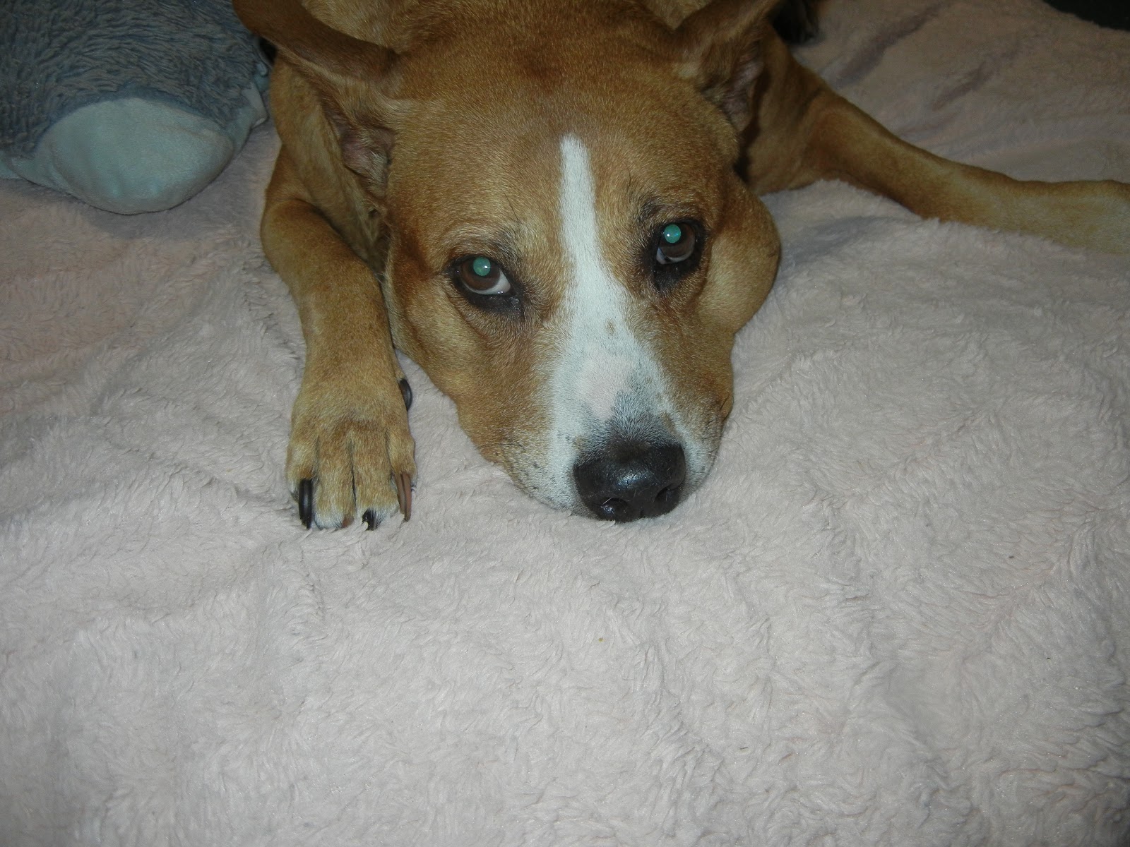 WeScoopDogPoop - Photo 2