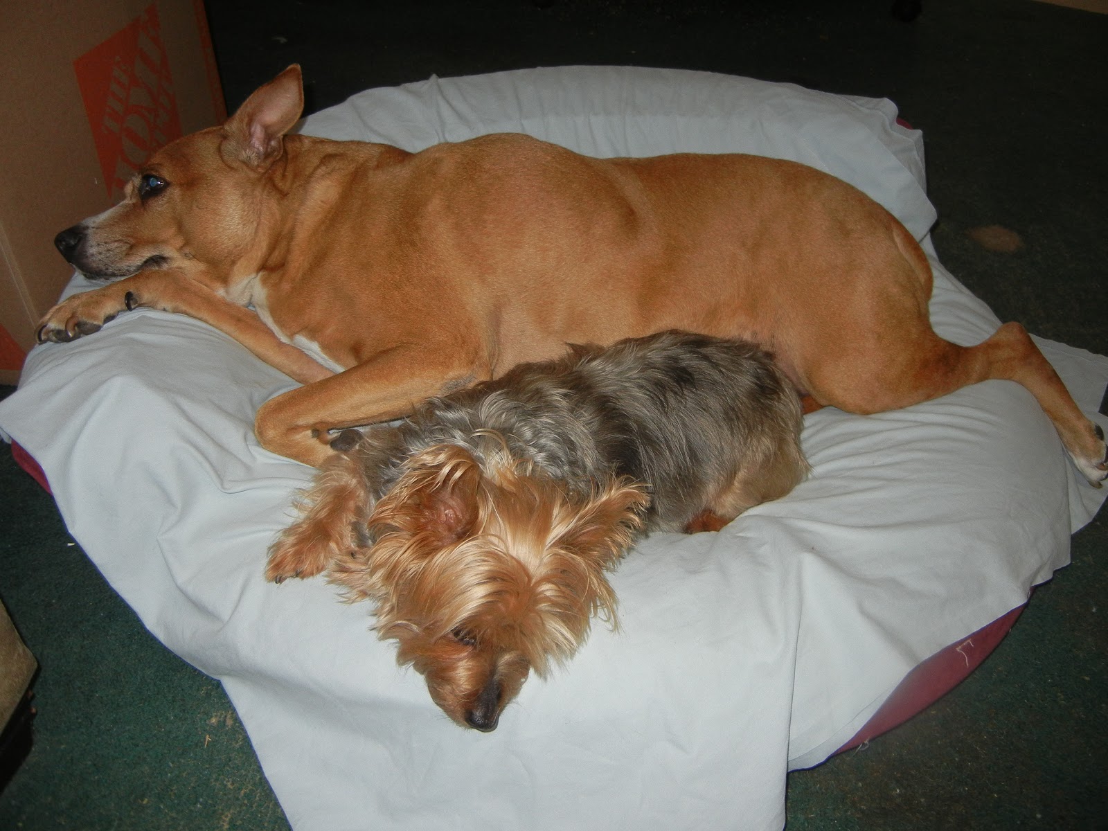 WeScoopDogPoop - Photo 3