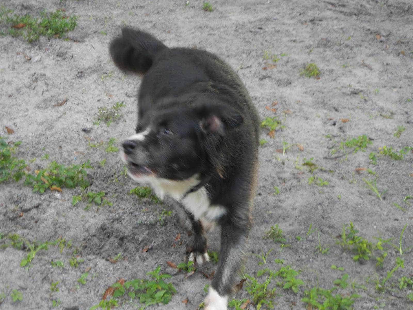 WeScoopDogPoop - Photo 4