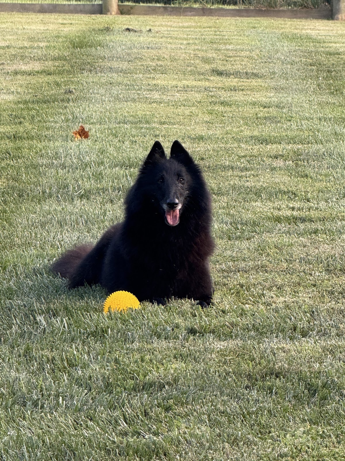 No Scoop 4 U - Photo 3