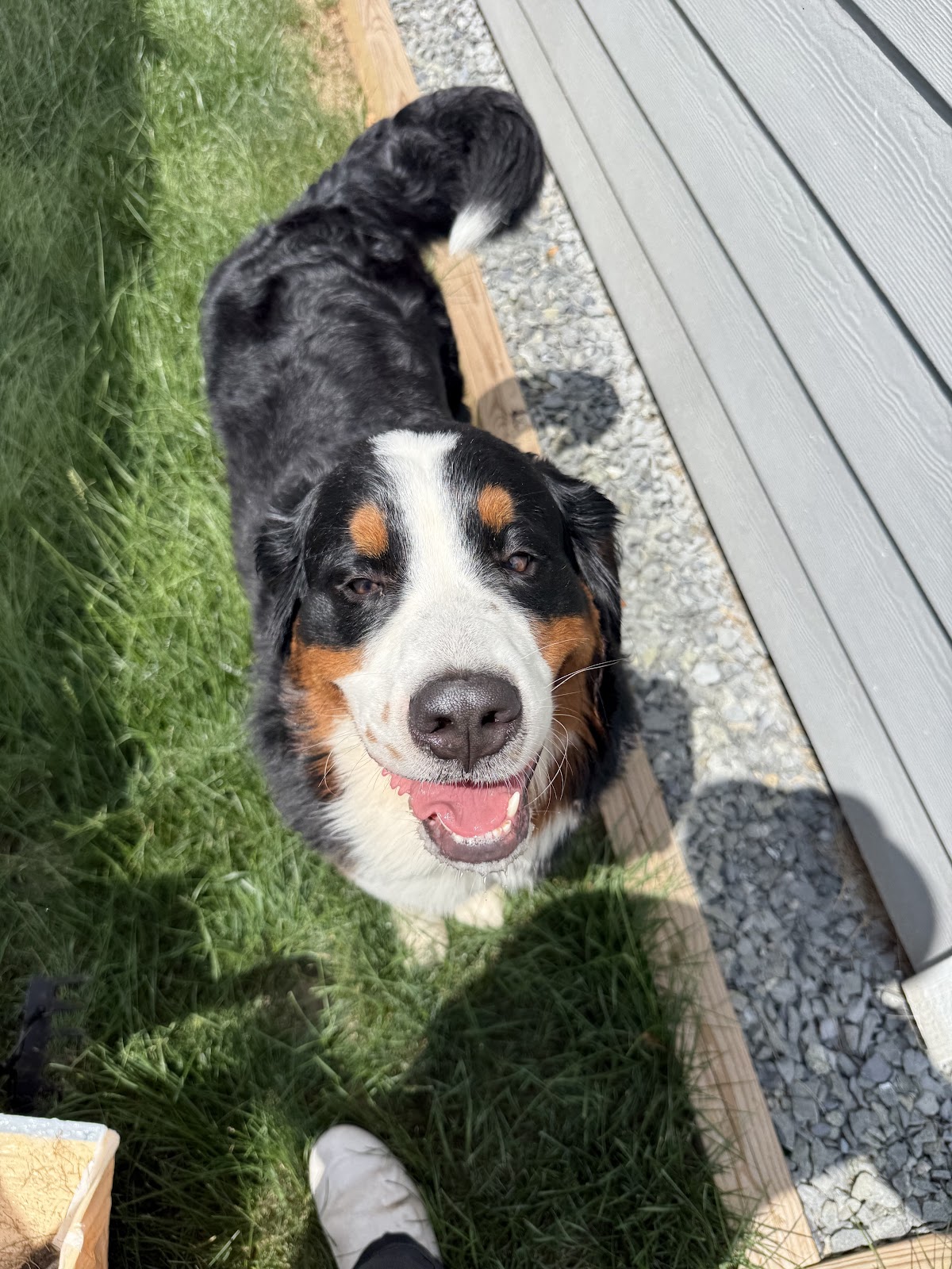 No Scoop 4 U - Photo 4