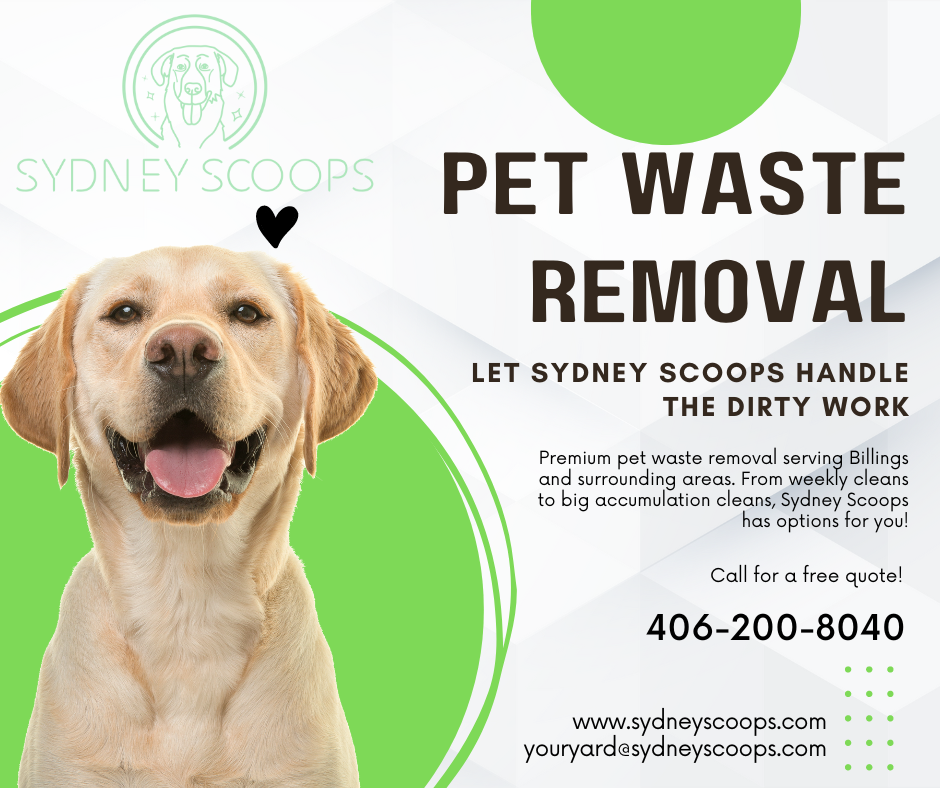 Sydney Scoops - Photo 3