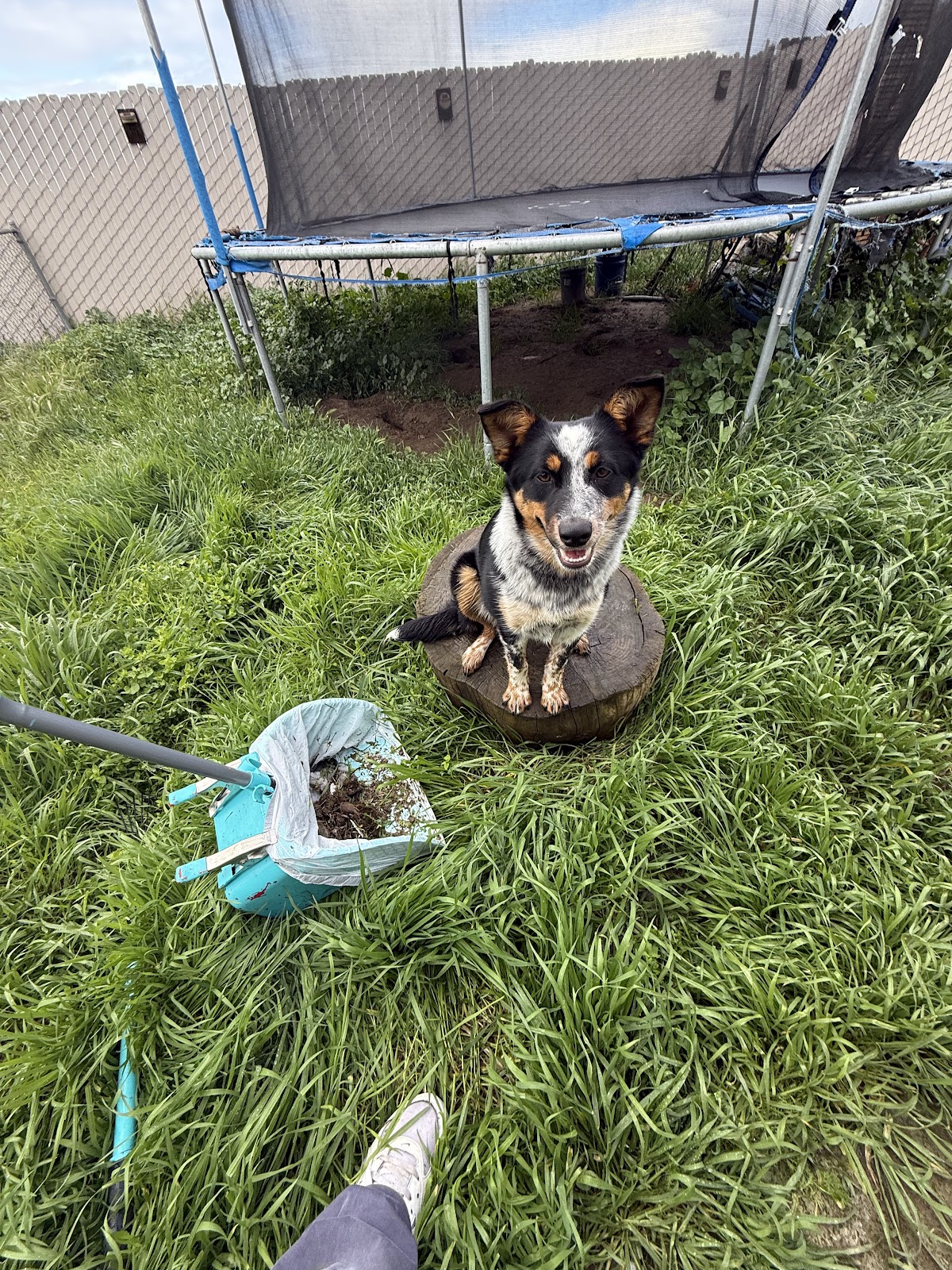 Scoop Magic Dog Waste Removal - Photo 3