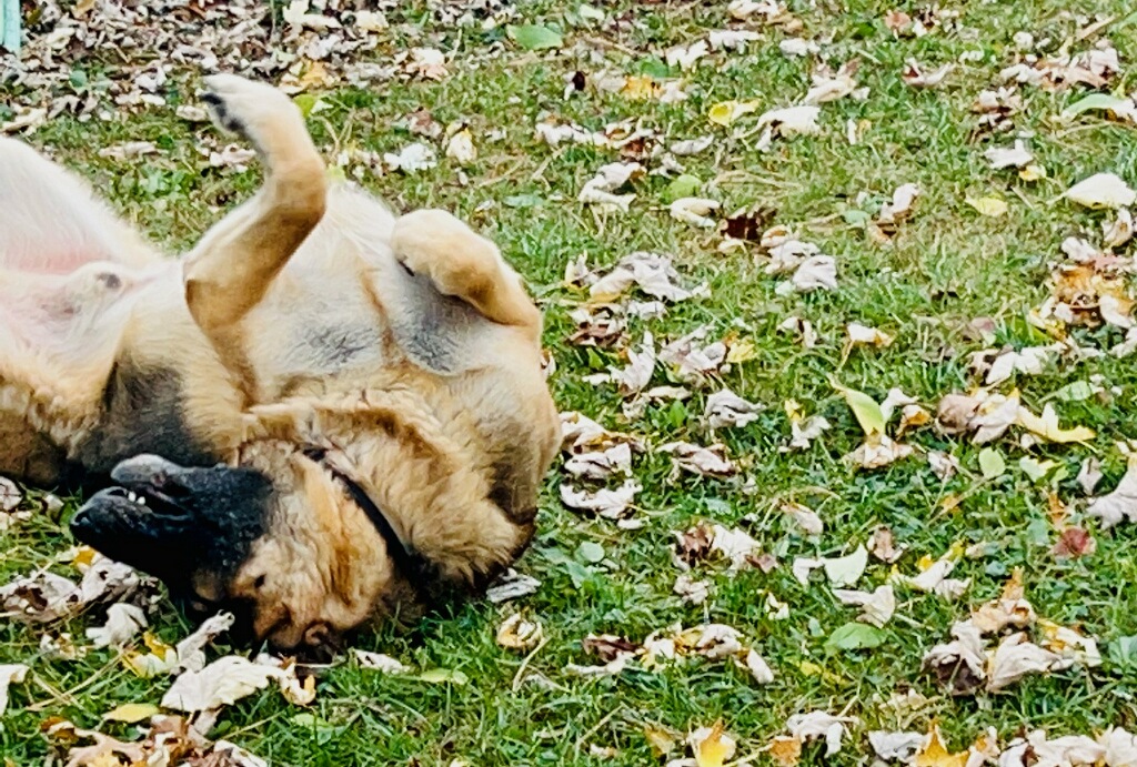 Holy Crap Cleaners, LLC - Photo 4