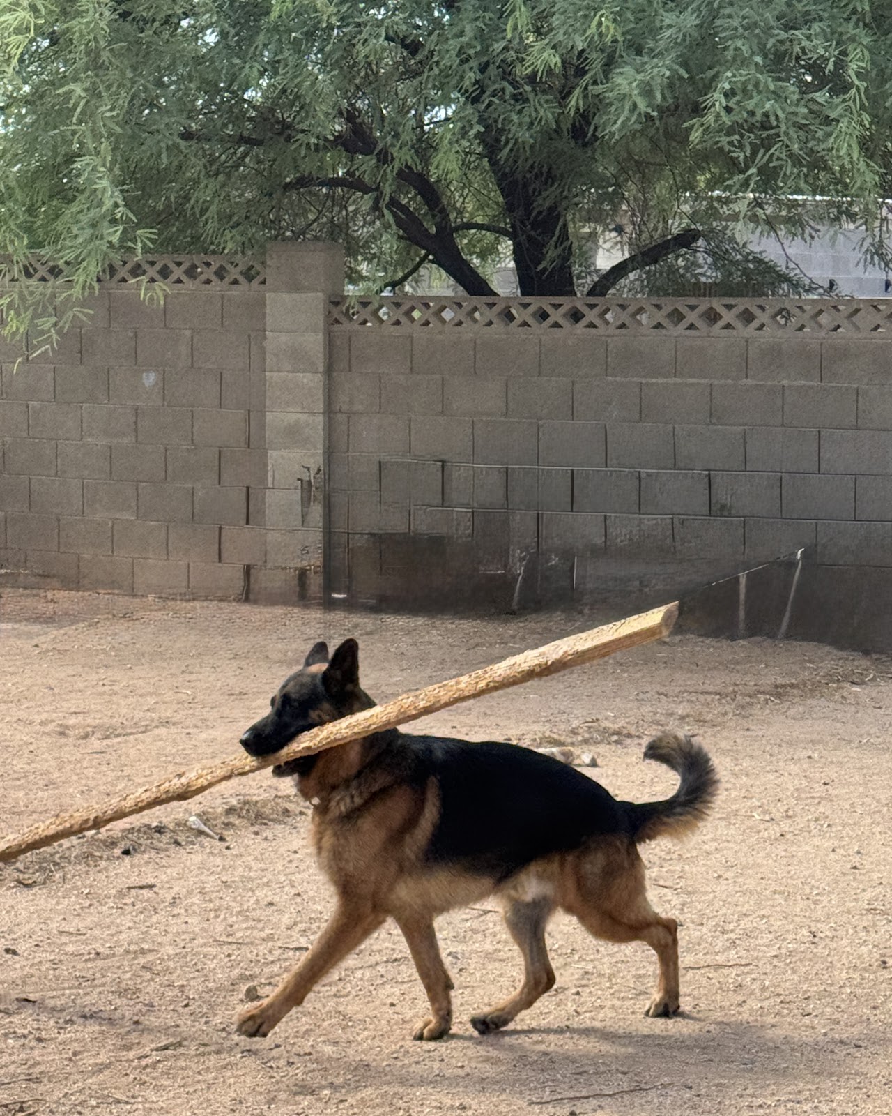 Poo Bros Tucson - Photo 3