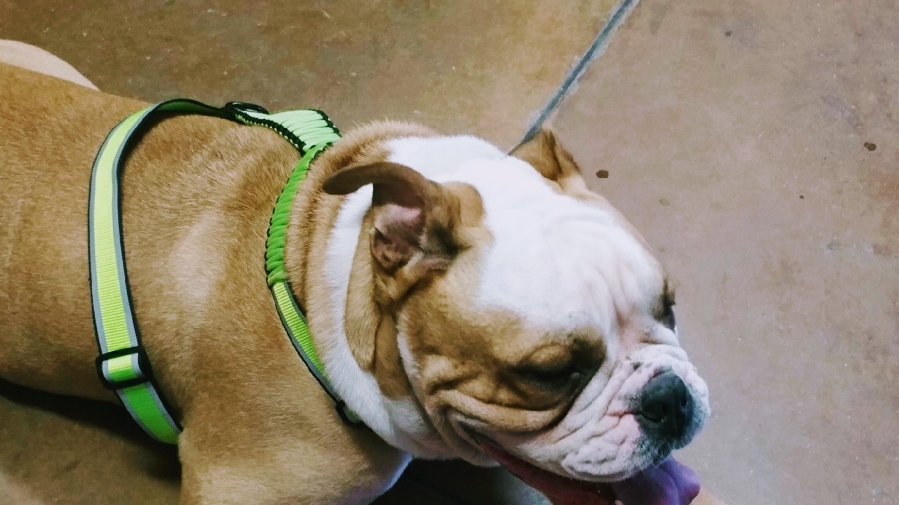 Tony's pet waste removal