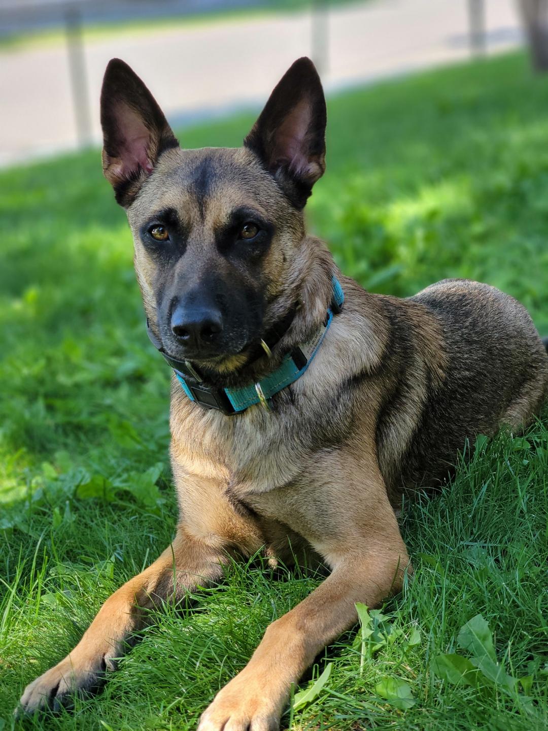 Scoop and Go Pros - Photo 3