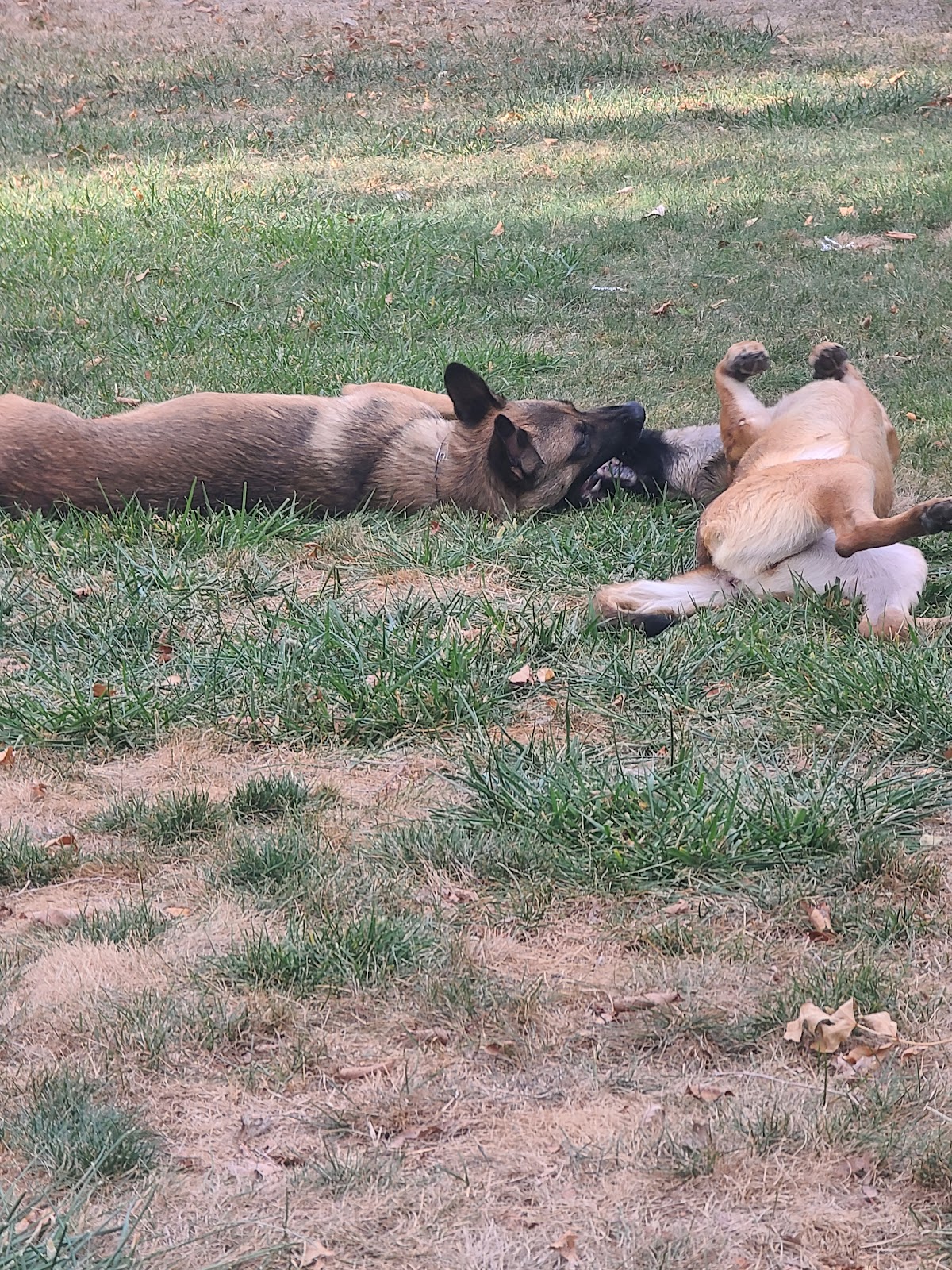 Scoop and Go Pros - Photo 4