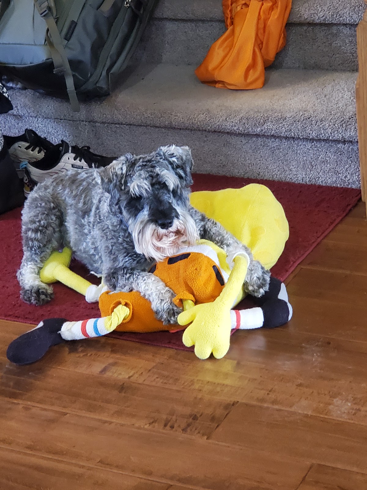 Poop Scoop Utah (Pooper Scooper Cleaning Service, Dog Poo Cleanup & Pick Up) - Photo 2