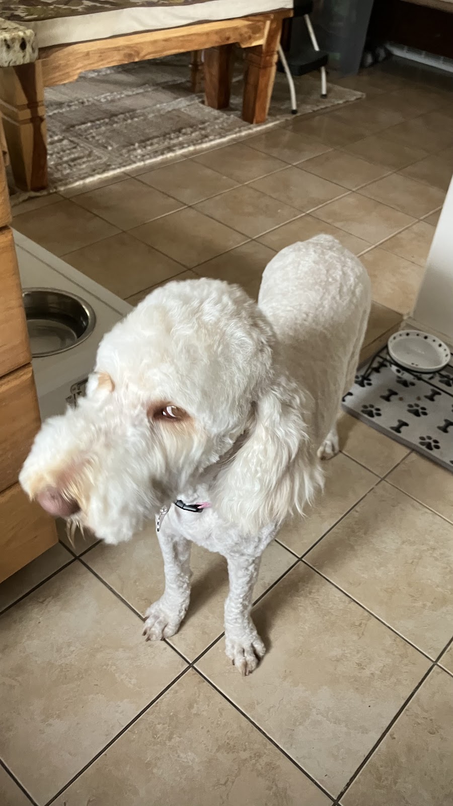 Poop Scoop Utah (Pooper Scooper Cleaning Service, Dog Poo Cleanup & Pick Up) - Photo 4