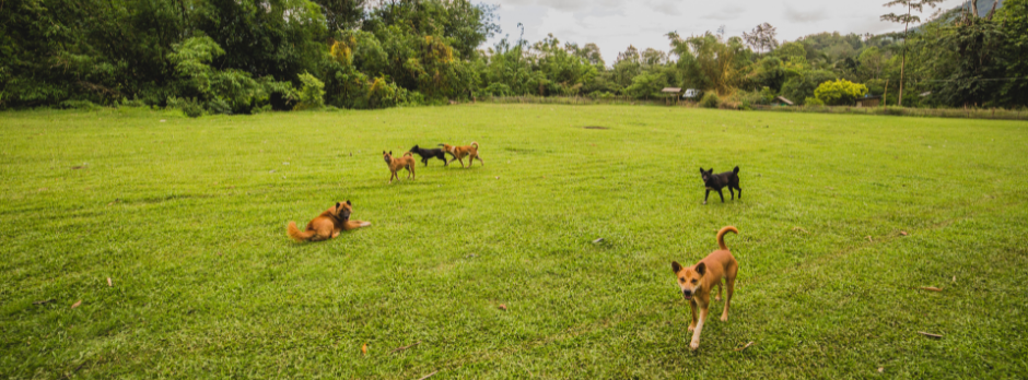 Scooper Hero Pet Waste Removal