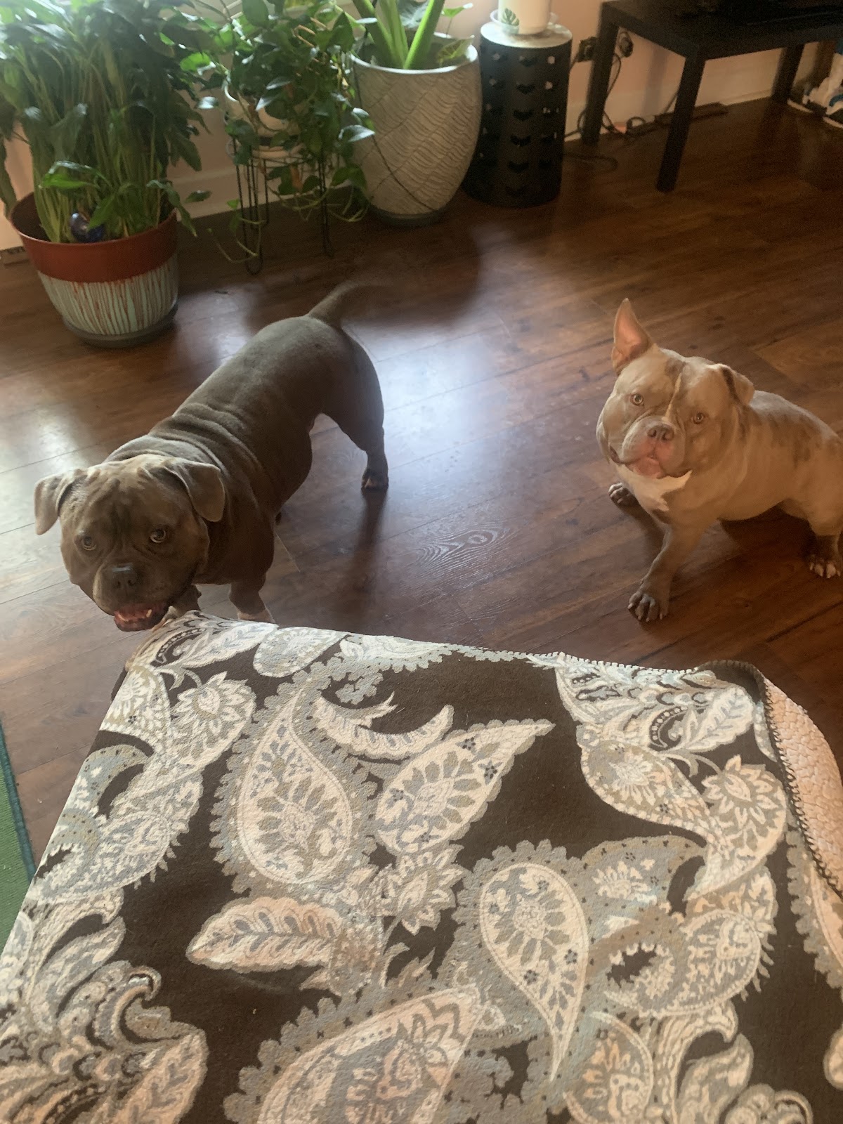 POOP 911 Joliet - Photo 2