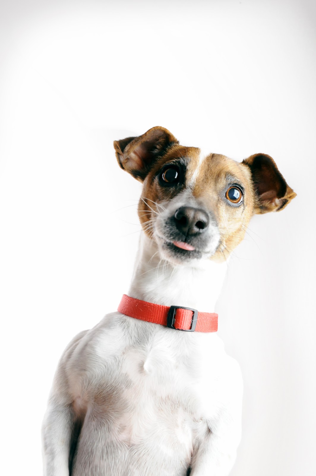 Scooper Joe's - Pet Waste Removal Co.