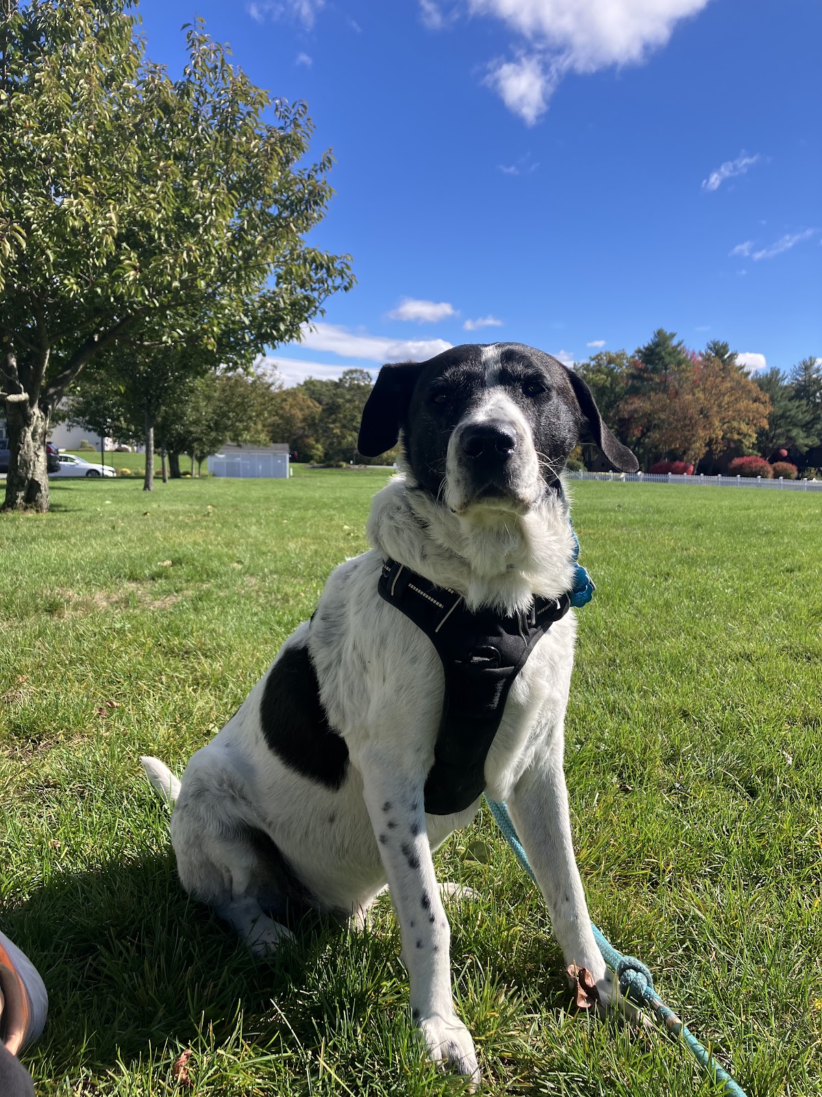 Howlin friends - Photo 2