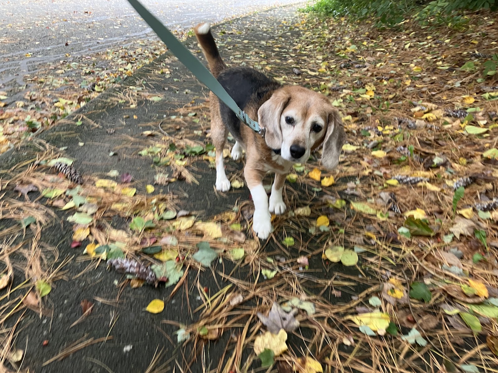 Howlin friends - Photo 3