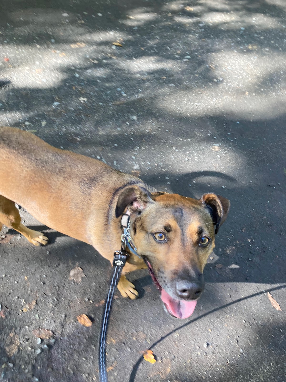 Howlin friends - Photo 4