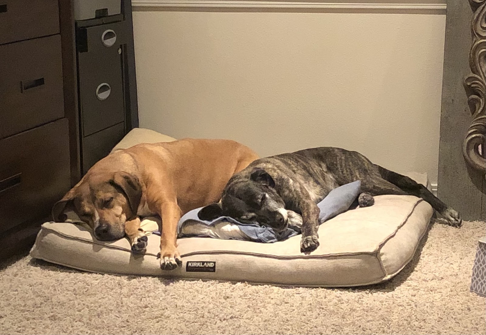 Kitsap Poo Patrol - Photo 3