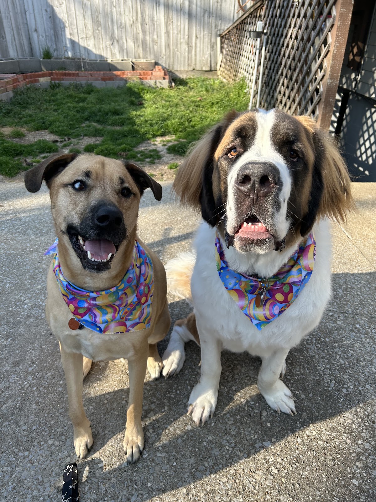 POOP 911 Southeast Missouri - Photo 2