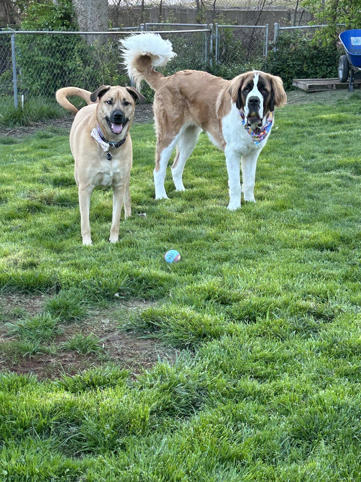 POOP 911 Southeast Missouri - Photo 4