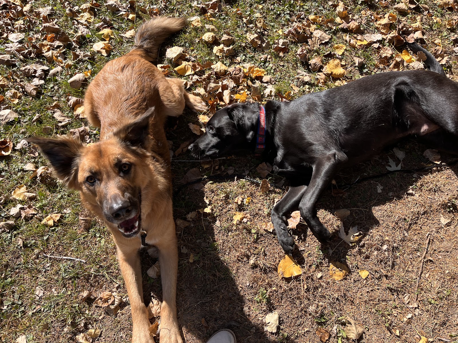 The Pink Glove - Pet Waste Removal