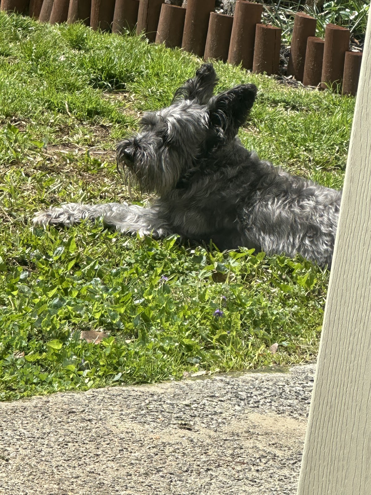 The Pink Glove - Pet Waste Removal - Photo 2