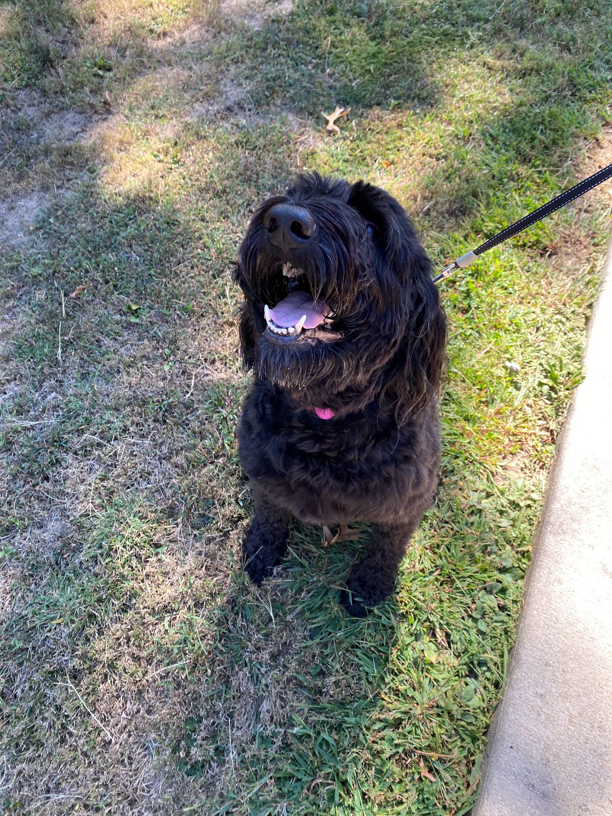 DooDoo-Gone Pet Waste Removal - Photo 2