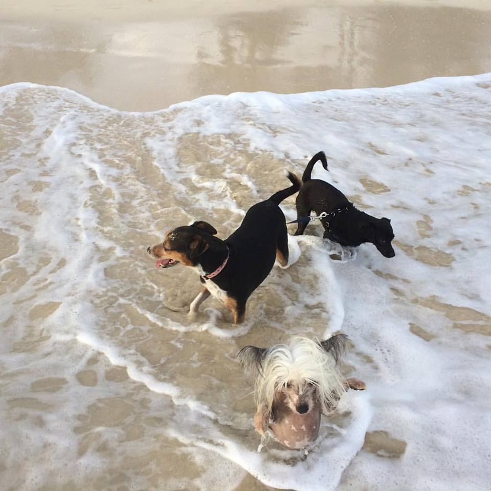 Got Poo...? Pet Waste Removal & Pet Services - Photo 4